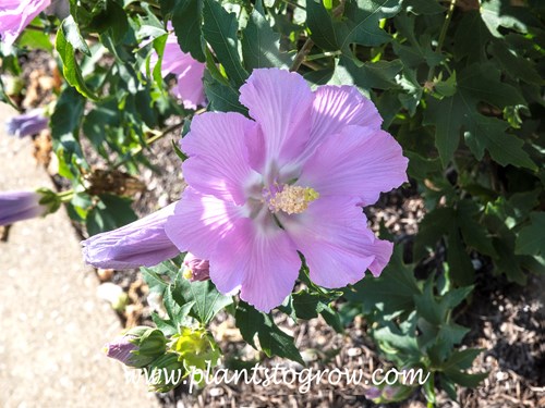 Pollypetite Rosina Hibiscus
(end of July)